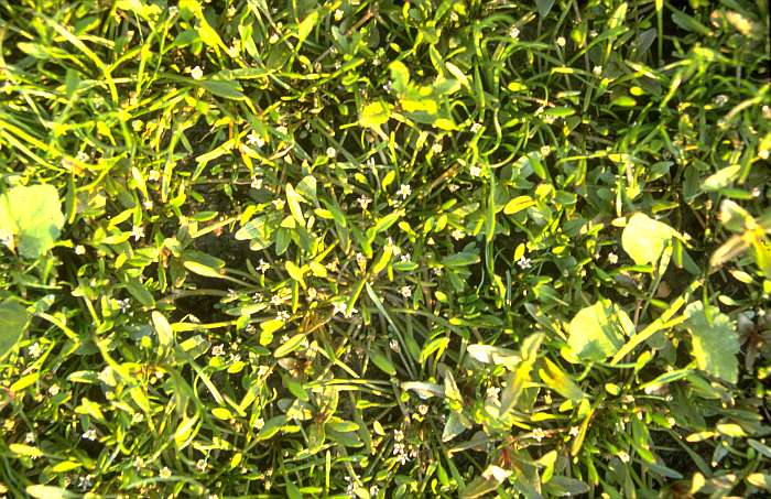 Limosella aquatica, Lokation: Norden des Bienener Altrheins. Kategorien: Vegetation, Datum: 16.06.1989