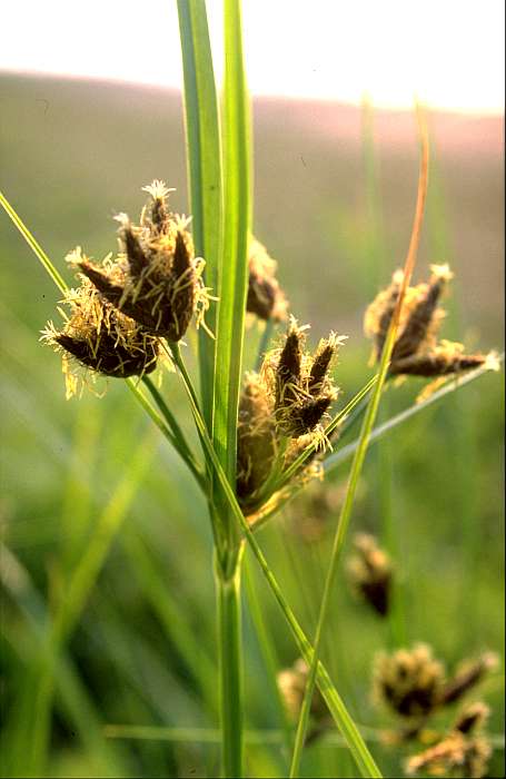Bolboschoenus maritimus, Lokation: Norden des Bienener Altrheins. Kategorien: Einzelpflanzen, Datum: 16.06.1989