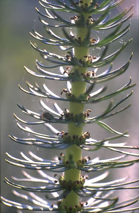 Hippuris vulgaris, Lokation: Schlammflächen Rosau-Brücke. Kategorien: Einzelpflanzen, Datum: 19.06.1989