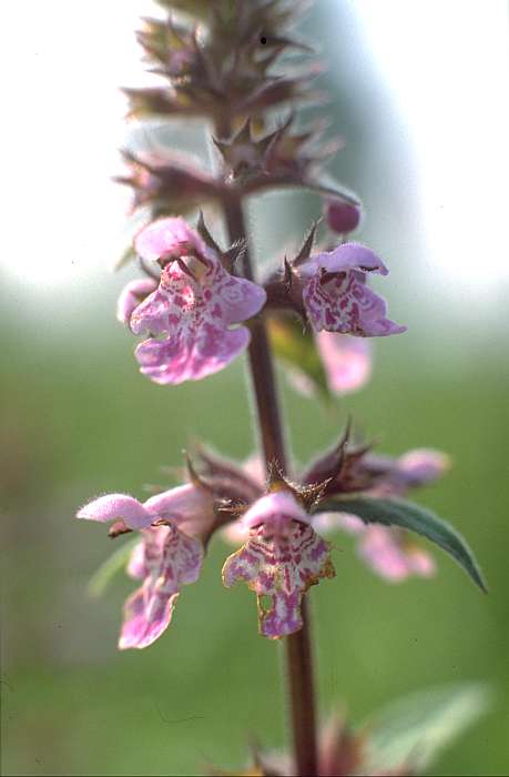 Stachys palustris, Lokation: Uferzone vor kurzer Weidenreihe (156). Kategorien: Einzelpflanzen, Datum: 12.07.1989