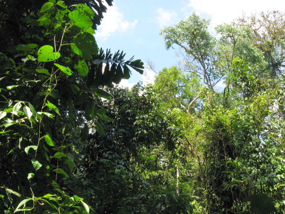 Lokation: Costa Rica | Puntarenas | Sirena | Kategorien: Vegetation, Datum: 29.01.2010