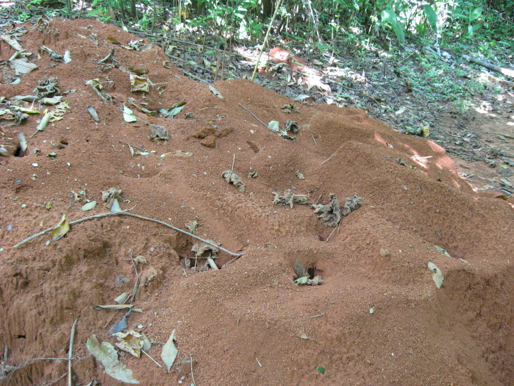 Lokation: Costa Rica | Puntarenas | Sirena | Kategorien: Datum: 29.01.2010