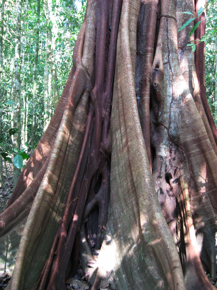 Lokation: Costa Rica | Puntarenas | Sirena | Kategorien: Baum, Datum: 30.01.2010