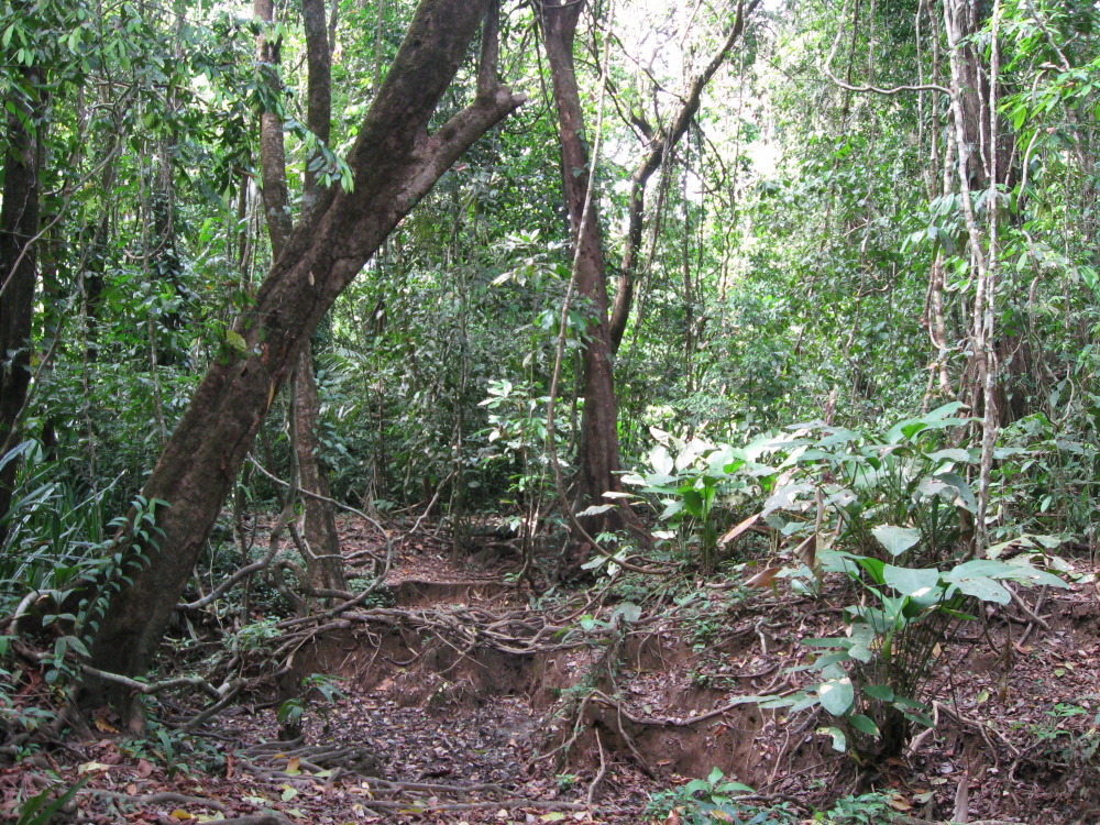 Lokation: Costa Rica | Puntarenas | Sirena | Kategorien: Wald, Datum: 30.01.2010