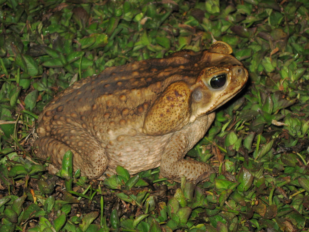 Bufo marinus, Lokation: Costa Rica | Puntarenas | Sirena | Kategorien: Amphibien, Familie: Bufonidae (Echte Kröten), Datum: 30.01.2010