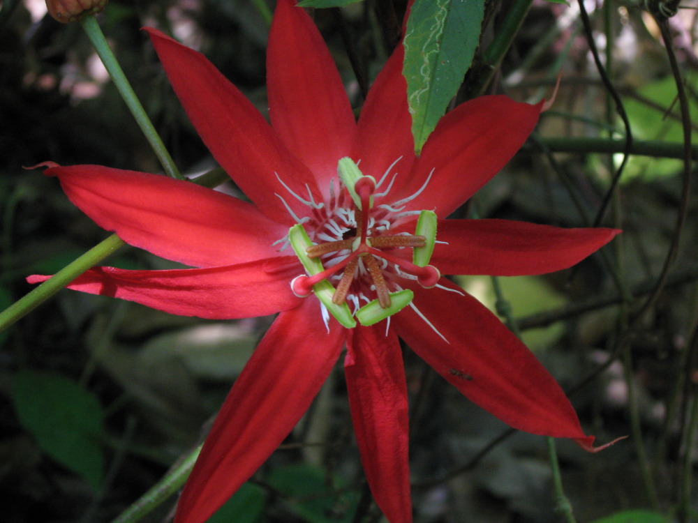Passiflora coccinea, Lokation: Costa Rica | Puntarenas | Sirena | Kategorien: Blüte, Familie: Passifloraceae (Passionsblumengewächse), Datum: 31.01.2010