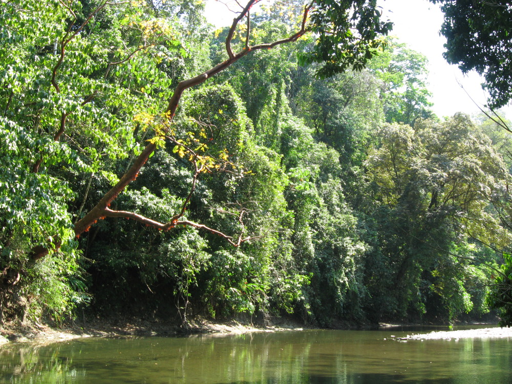 Lokation: Costa Rica | Puntarenas | Sirena | Kategorien: Fluss, Datum: 31.01.2010
