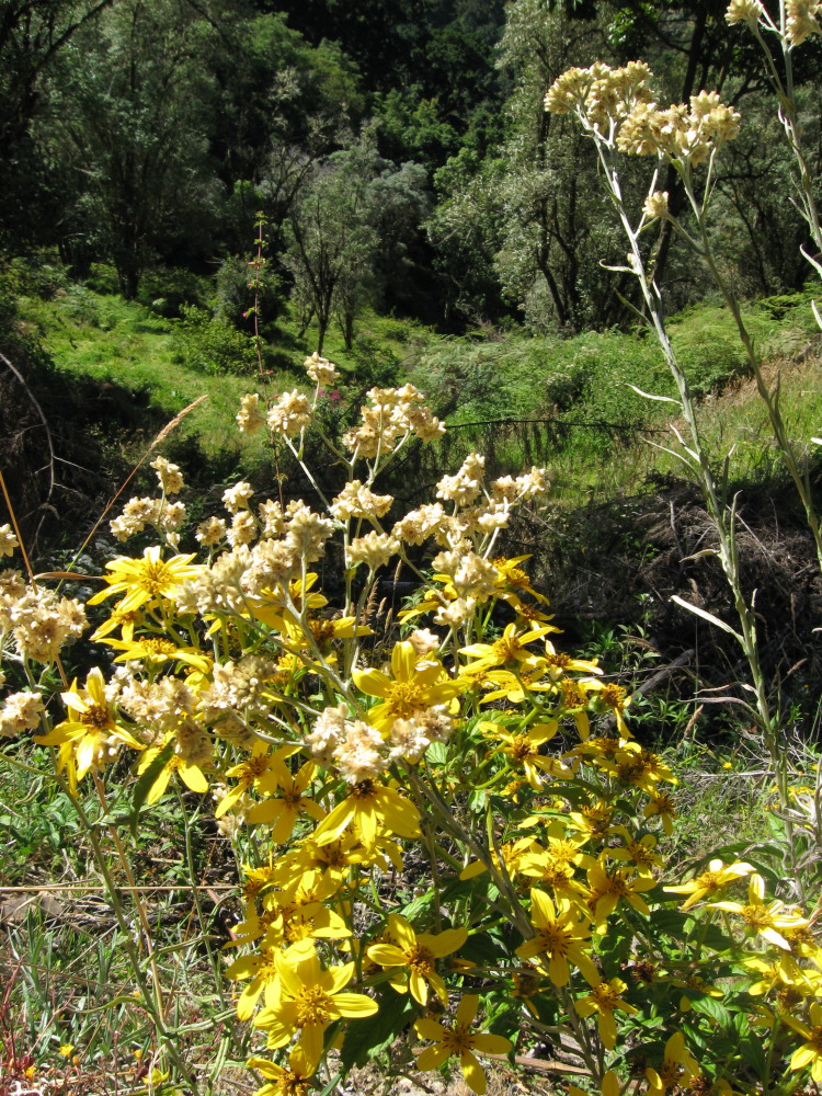 Gnaphalium spec., Lokation: Costa Rica | Cartago | Ojo de Agua | Kategorien: Habitus, Familie: Asteraceae (Korbblütler ), Datum: 03.02.2010