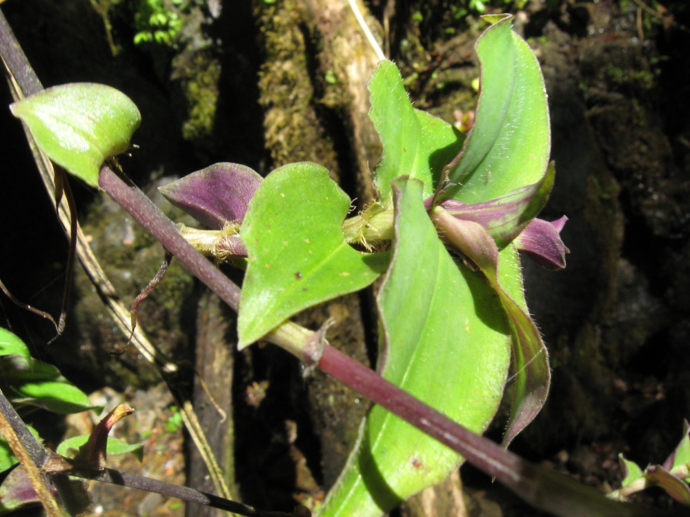 Lokation: Costa Rica | Cartago | Ojo de Agua | Kategorien: Habitus, Datum: 03.02.2010
