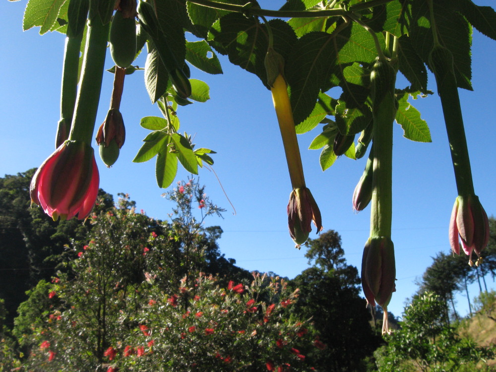 Lokation: Costa Rica | San José | Providencia | Kategorien: Habitus, Datum: 04.02.2010