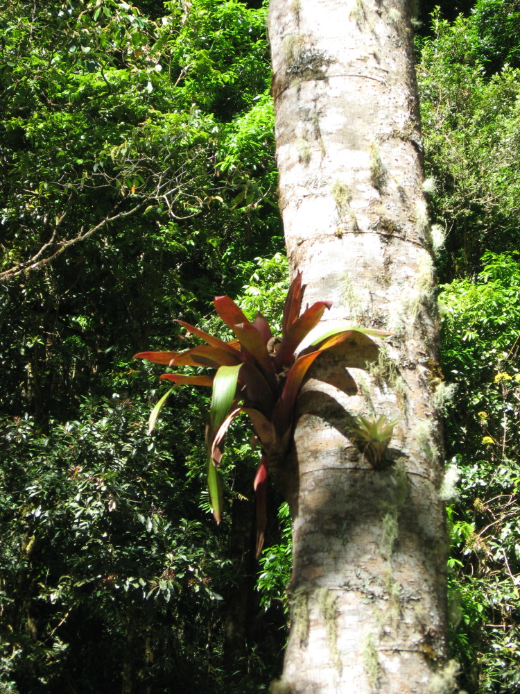 Lokation: Costa Rica | San José | Providencia | Kategorien: Habitus, Datum: 04.02.2010