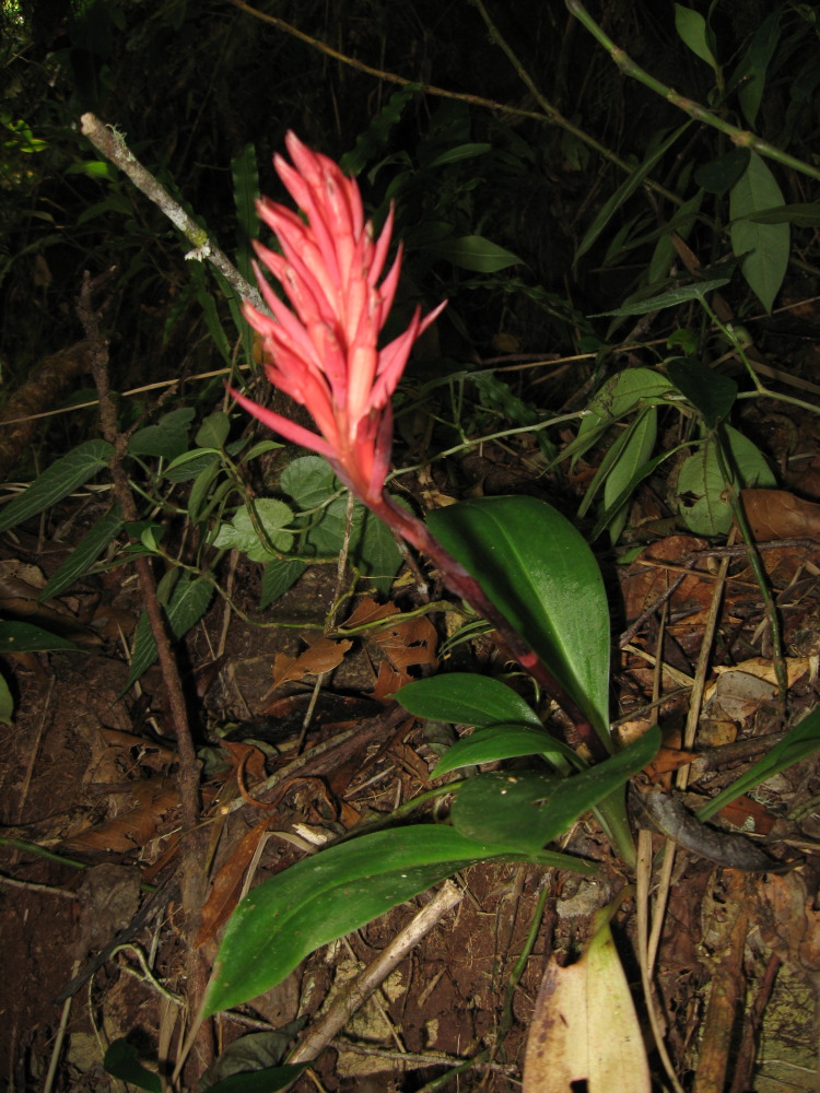 Lokation: Costa Rica | San José | Providencia | Kategorien: Habitus, Datum: 04.02.2010