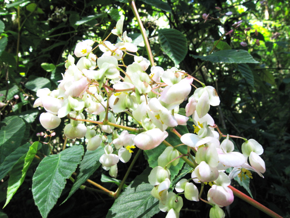 Lokation: Costa Rica | San José | Providencia | Kategorien: Blüte, Datum: 04.02.2010