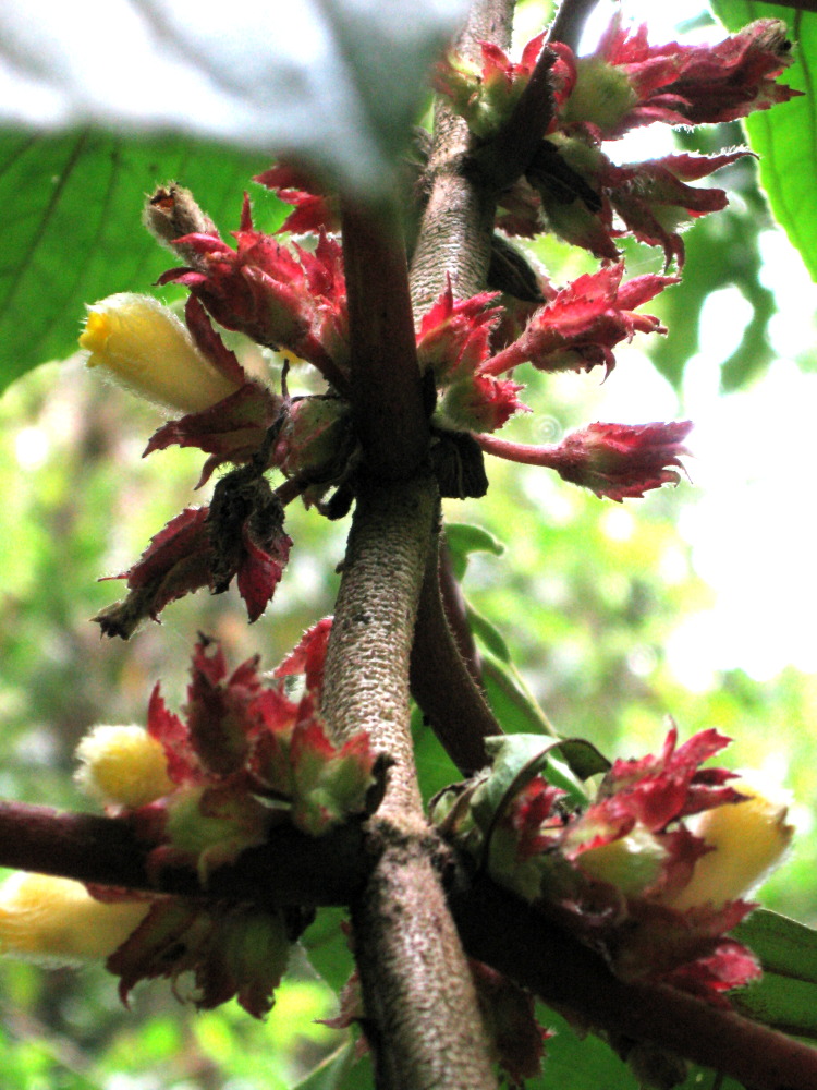 Lokation: Costa Rica | San José | Providencia | Kategorien: Blüte, Datum: 04.02.2010