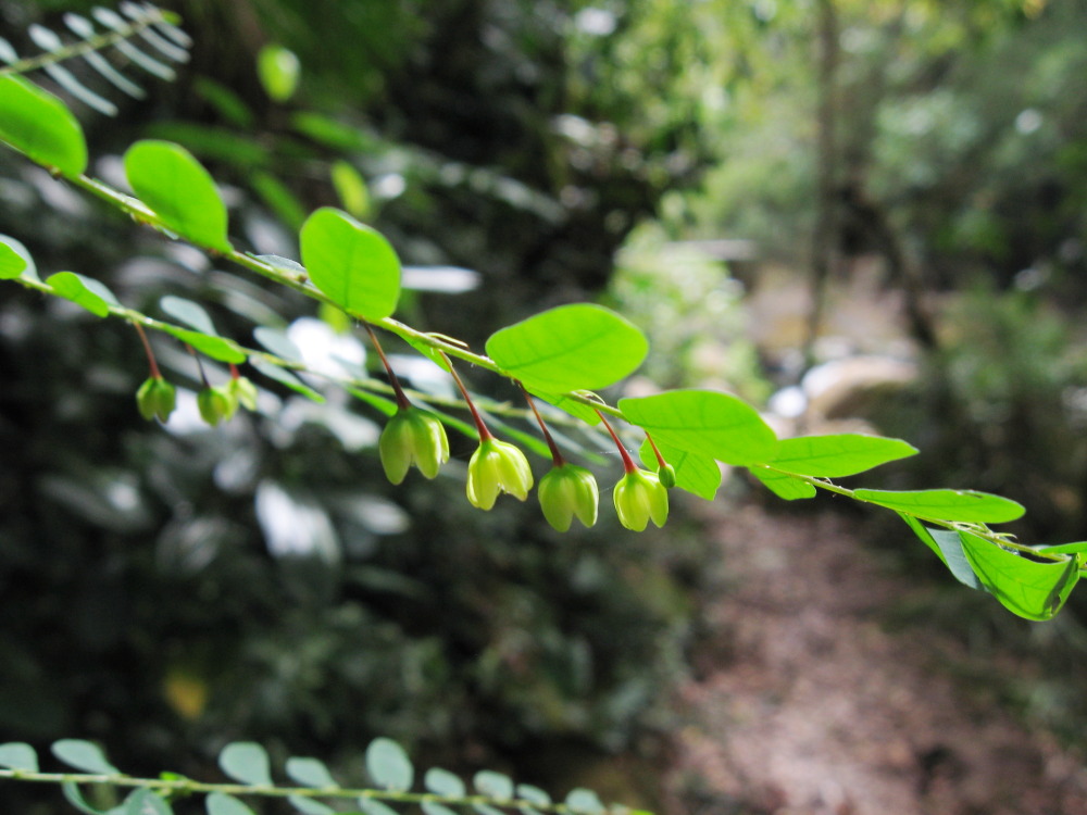 Lokation: Costa Rica | San José | Providencia | Kategorien: Blüte, Datum: 04.02.2010