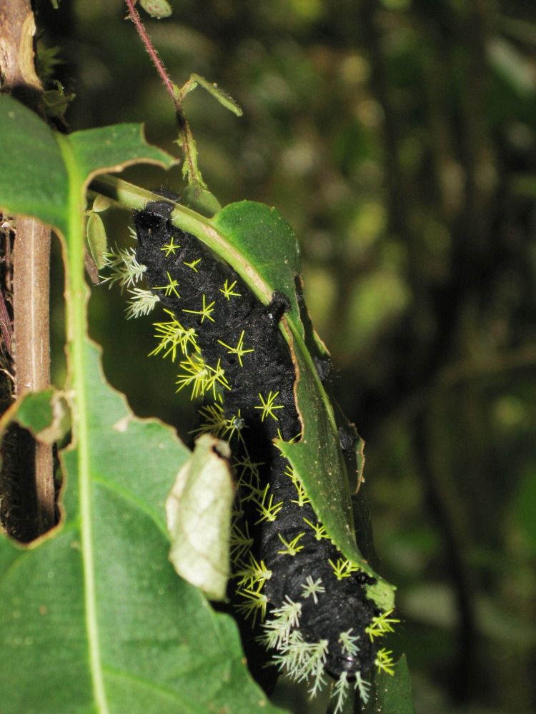 Lokation: Costa Rica | San José | Providencia | Kategorien: Schmetterlinge, Datum: 04.02.2010