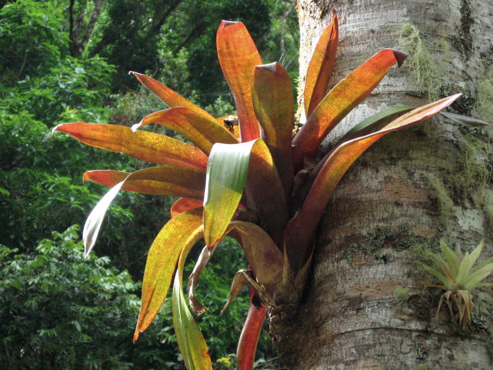 Lokation: Costa Rica | San José | Providencia | Kategorien: Habitus, Datum: 04.02.2010