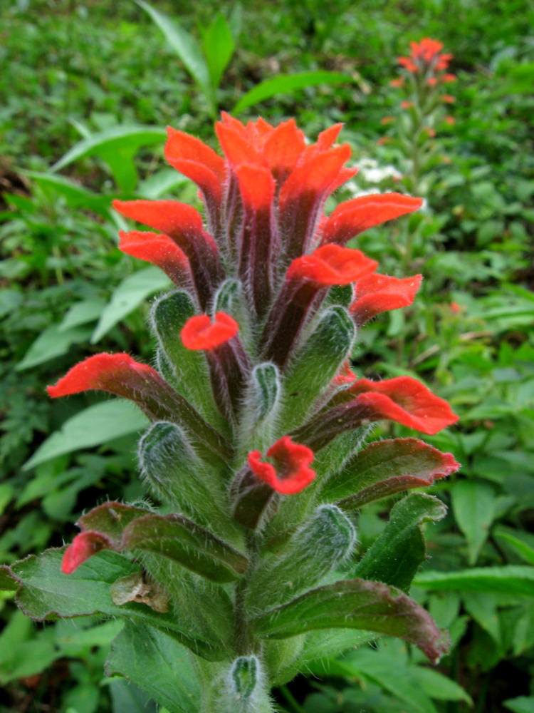 Lokation: Costa Rica | San José | Providencia | Kategorien: Blüte, Datum: 04.02.2010