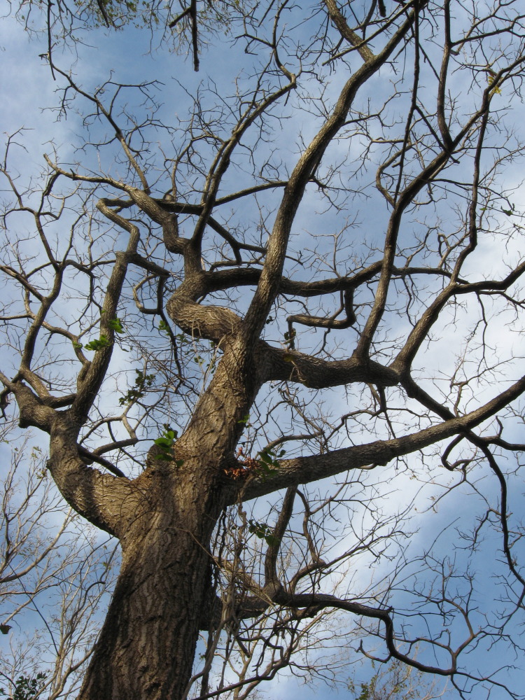 Lokation: Costa Rica | Guanacaste | Santa Rosa | Kategorien: Baum, Datum: 06.02.2010