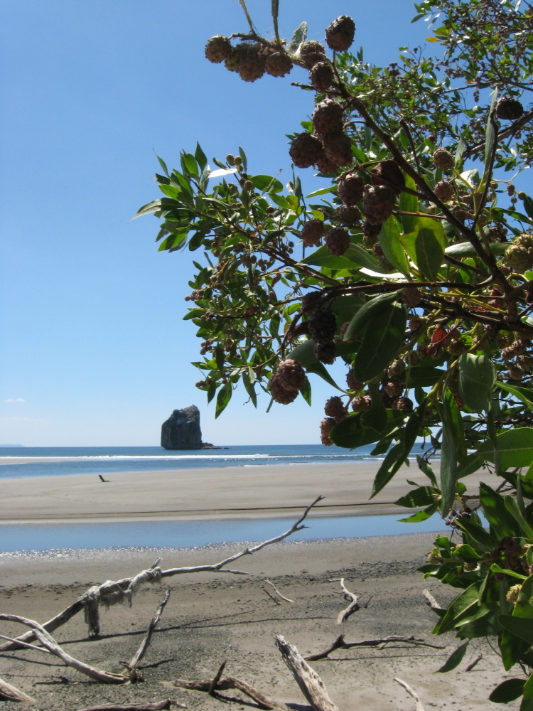 Lokation: Costa Rica | Guanacaste | Guanacaste | Kategorien: Strand, Datum: 07.02.2010