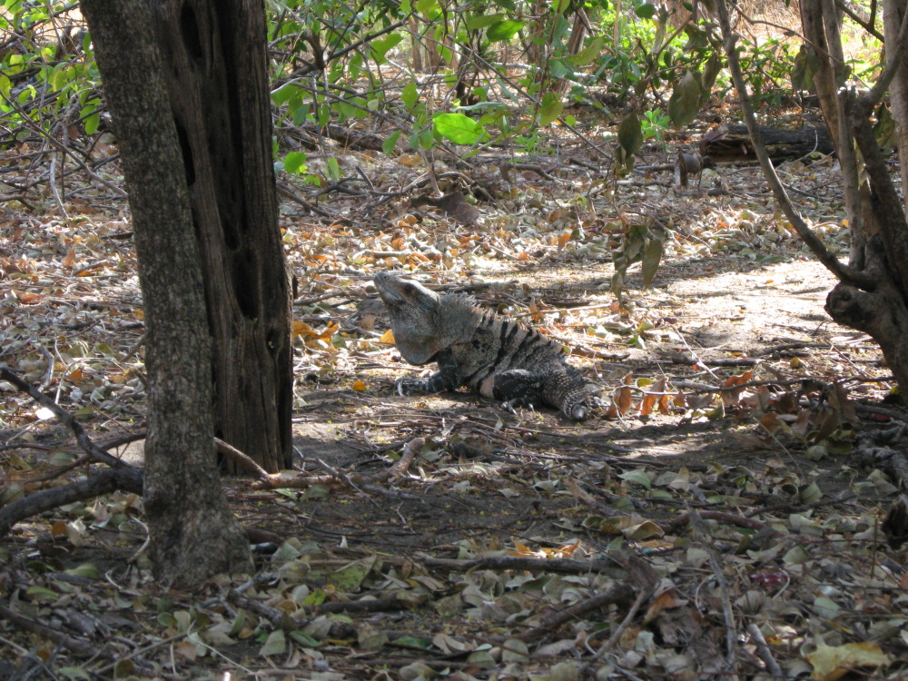 Lokation: Costa Rica | Guanacaste | Guanacaste | Kategorien: Reptilien, Datum: 07.02.2010