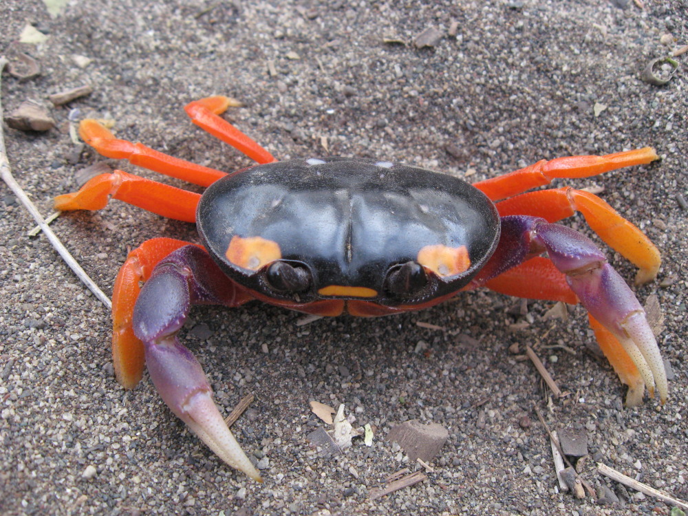 Lokation: Costa Rica | Guanacaste | Guanacaste | Kategorien: Krebse, Garnelen, Datum: 08.02.2010