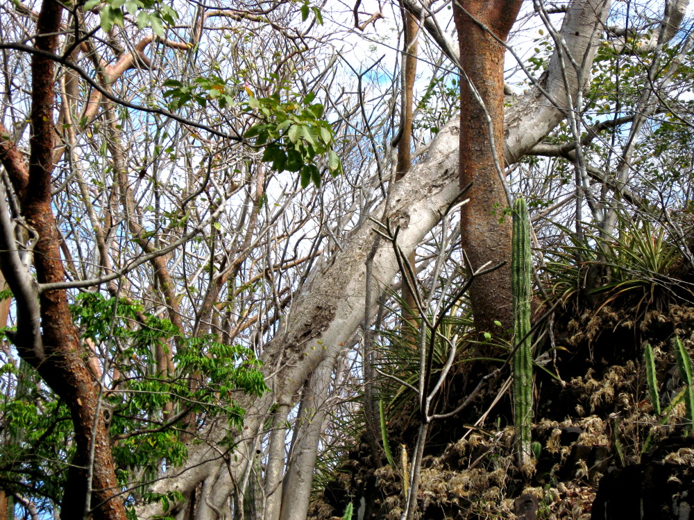 Lokation: Costa Rica | Guanacaste | Guanacaste | Kategorien: Wald, Datum: 08.02.2010