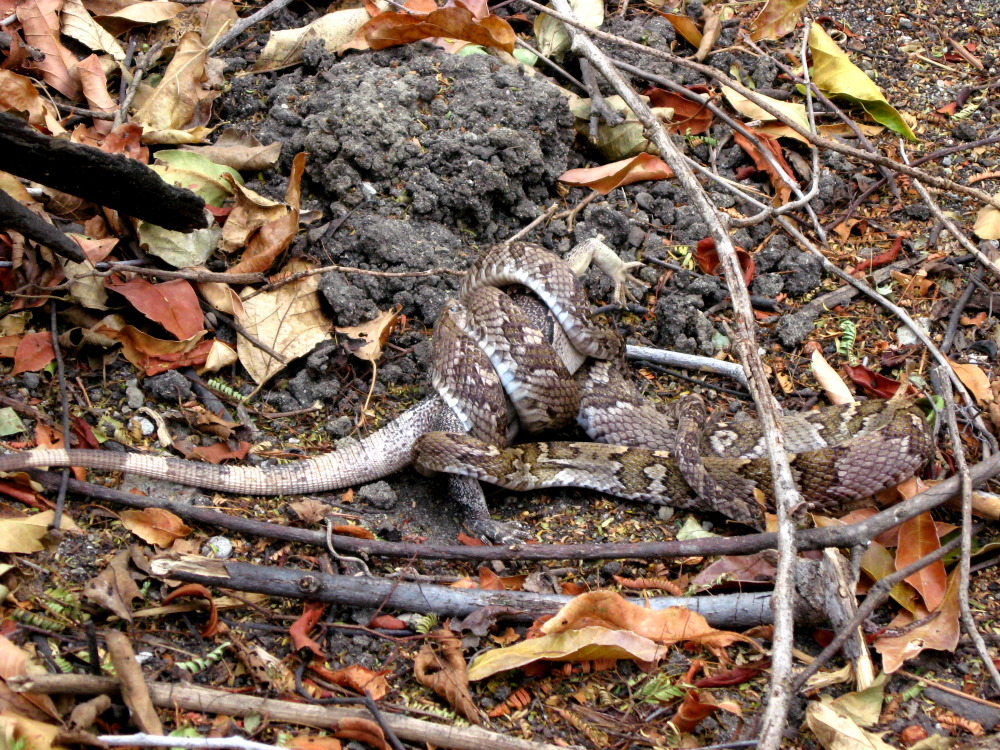 Lokation: Costa Rica | Guanacaste | Guanacaste | Kategorien: Schlangen, Datum: 08.02.2010