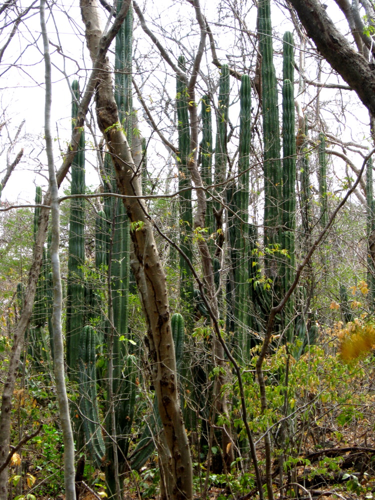 Lokation: Costa Rica | Guanacaste | Guanacaste | Kategorien: Vegetation, Datum: 08.02.2010