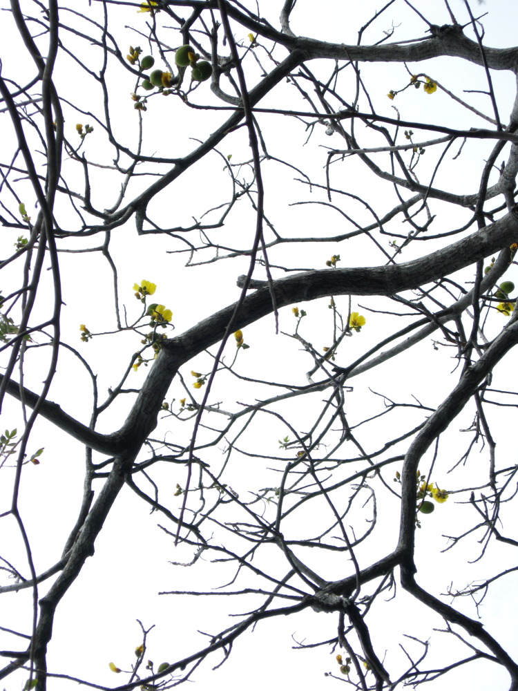 Lokation: Costa Rica | Guanacaste | Guanacaste | Kategorien: Blüte, Früchte, Datum: 08.02.2010