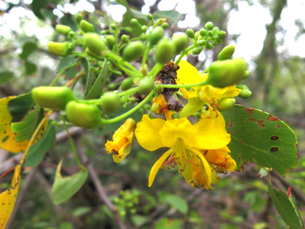 Lokation: Costa Rica | Guanacaste | Guanacaste | Kategorien: Blüte, Datum: 08.02.2010