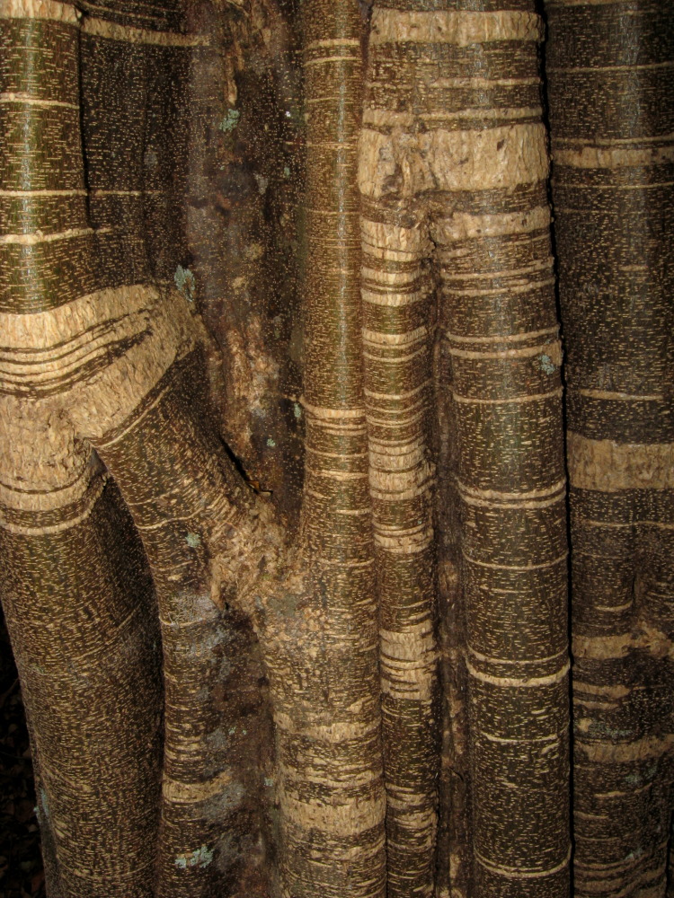 Lokation: Costa Rica | Guanacaste | Guanacaste | Kategorien: Baum, Datum: 08.02.2010