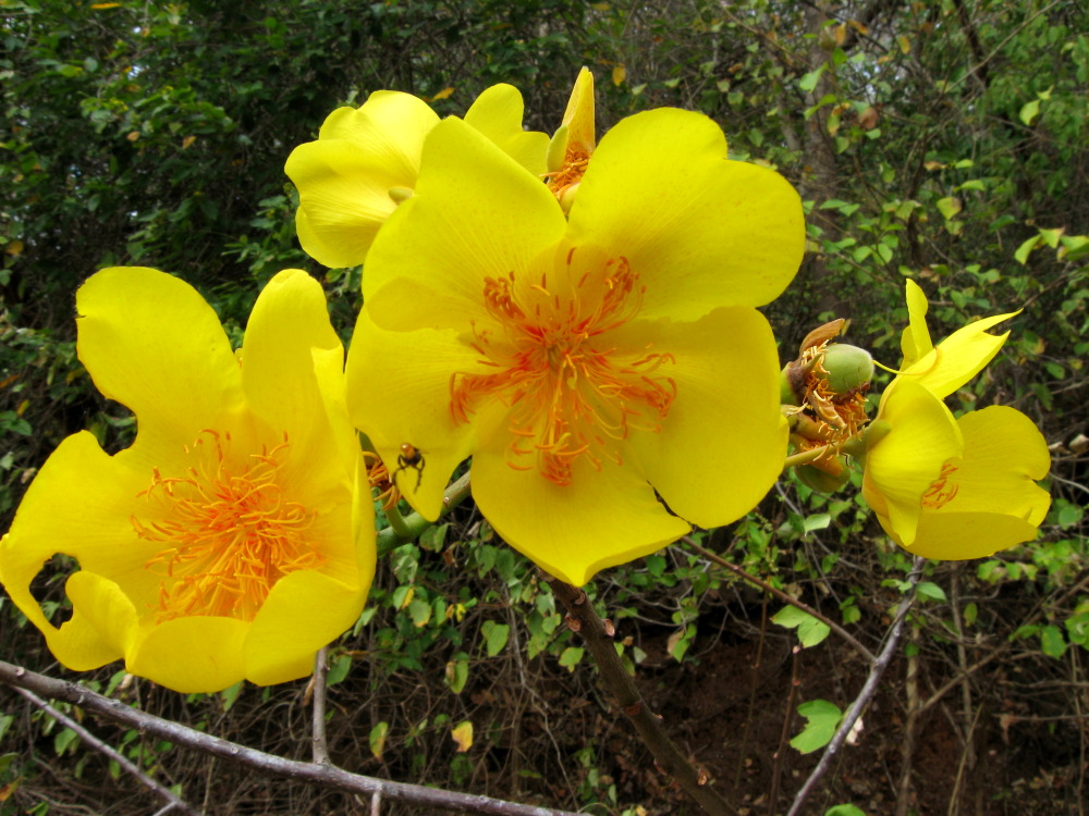 Cochlospermum vitifolium, Lokation: Costa Rica | Guanacaste | Hacienda Naranjo | Kategorien: Blüte, Familie: Cochlospermaceae (Schneckensamenbaumgewächse), Datum: 09.02.2010