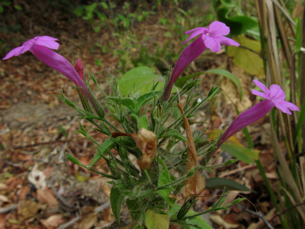 Lokation: Costa Rica | Guanacaste | Hacienda Naranjo | Kategorien: Blüte, Datum: 09.02.2010