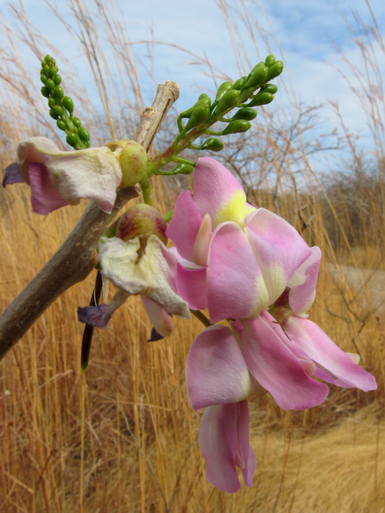 Gliricidia sepium, Lokation: Costa Rica | Guanacaste | Hacienda Naranjo | Kategorien: Blüte, Familie: Fabaceae (Schmetterlingsblütler ), Datum: 09.02.2010