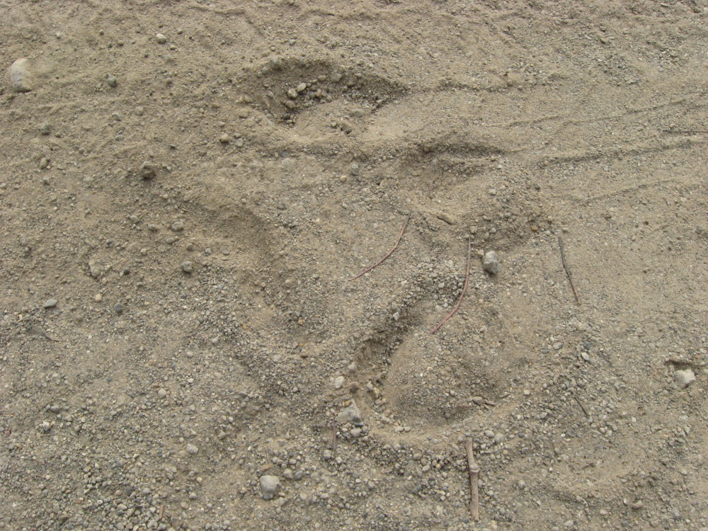 Lokation: Costa Rica | Guanacaste | Santa Rosa | Kategorien: Spuren, Datum: 09.02.2010