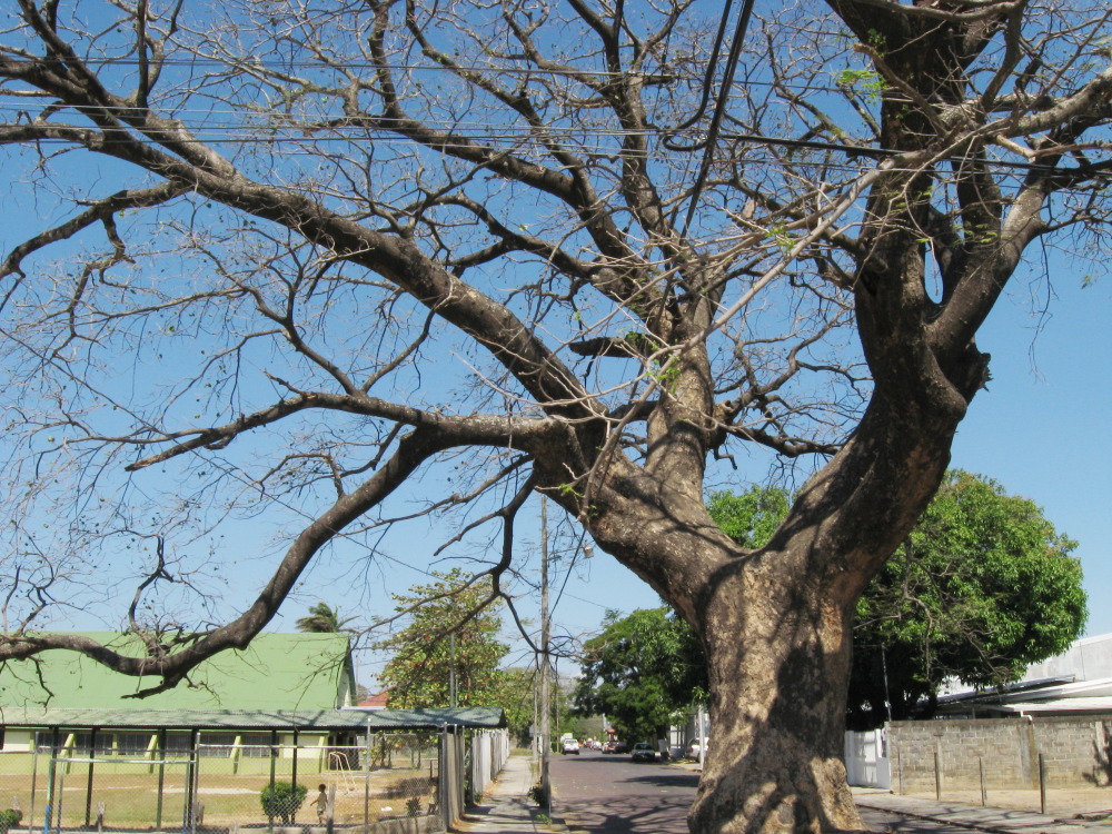 Lokation: Costa Rica | Guanacaste | Liberia | Kategorien: Baum, Datum: 10.02.2010