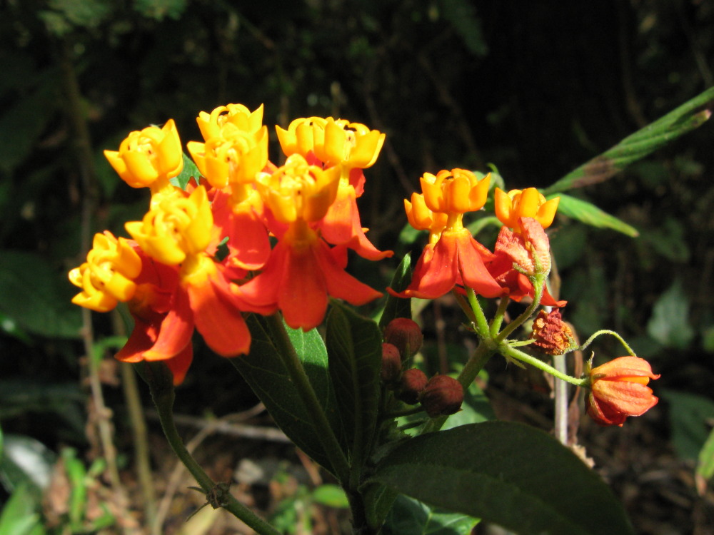 Asclepias curassavica imitiert Lantana camara, Lokation: Costa Rica | Guanacaste | Tanques | Kategorien: Familie: Apocynaceae (Hundsgiftgewächse ), Datum: 11.02.2010
