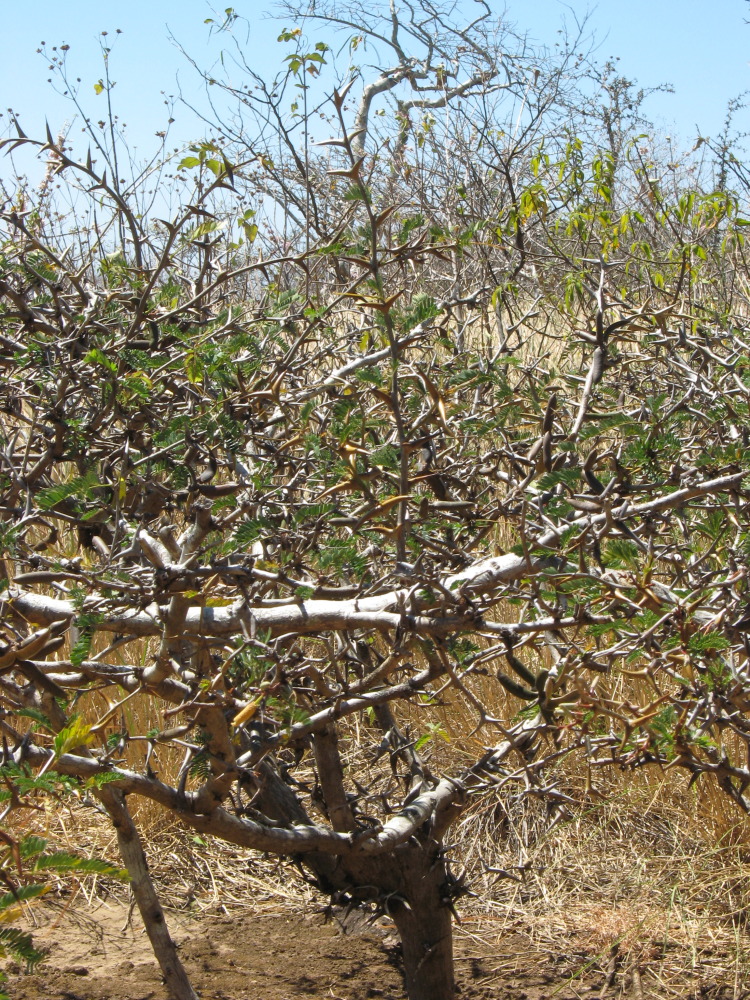 Lokation: Costa Rica | Guanacaste | Tanques | Kategorien: Baum, Datum: 11.02.2010