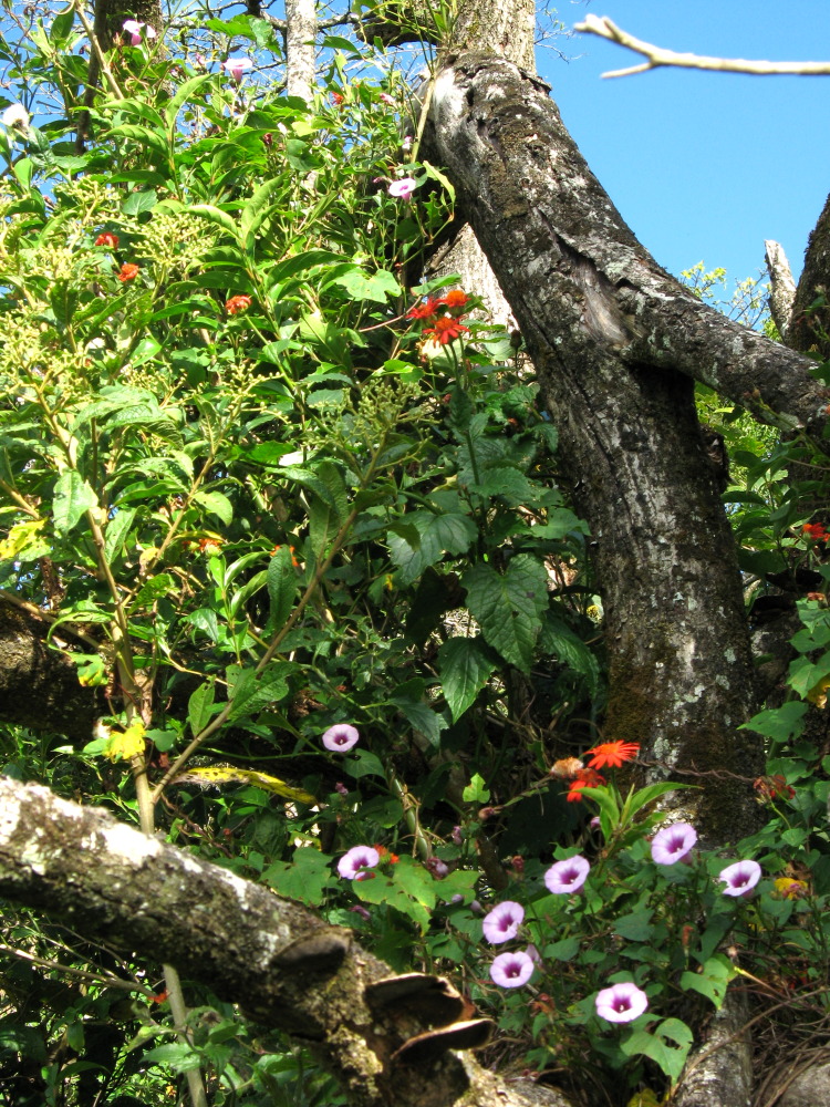 Lokation: Costa Rica | Guanacaste | Tanques | Kategorien: Vegetation, Datum: 12.02.2010
