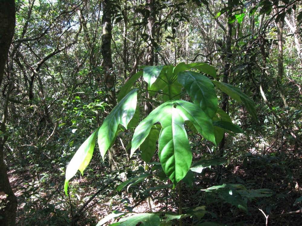 Lokation: Costa Rica | Guanacaste | Tanques | Kategorien: Blatt, Datum: 12.02.2010