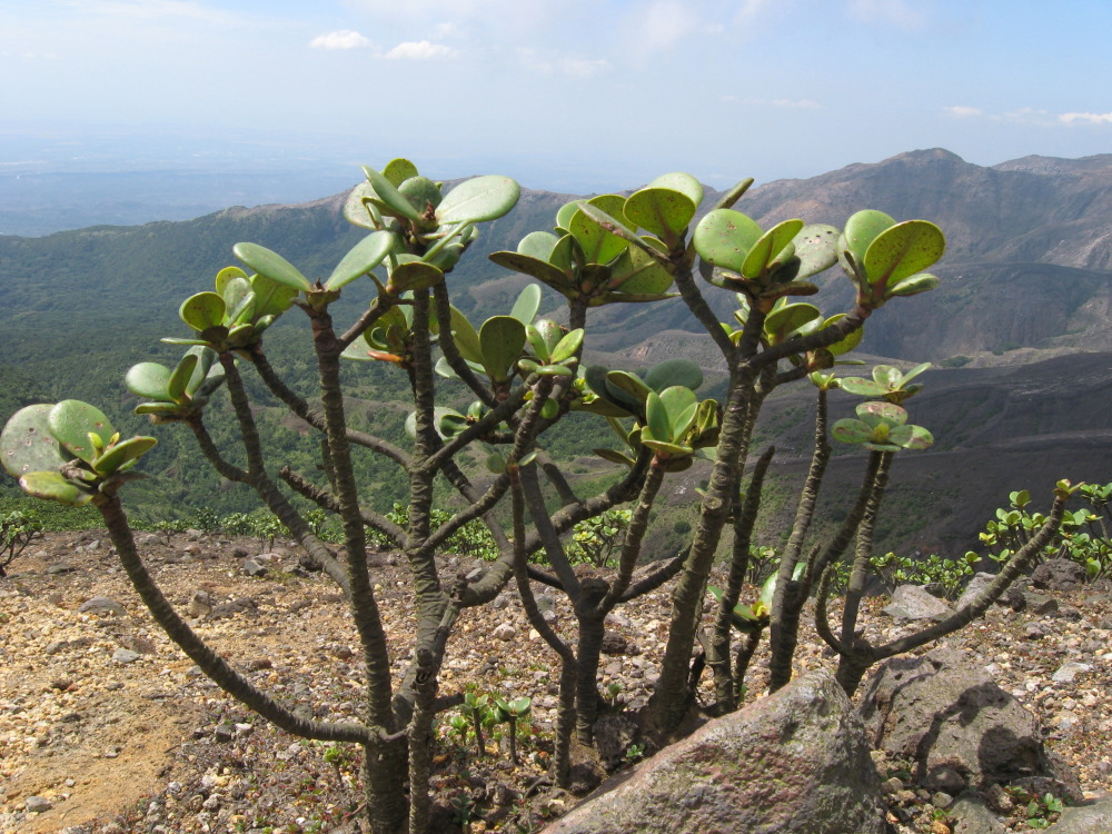 Lokation: Costa Rica | Guanacaste | Hacienda Santa María | Kategorien: Habitus, Datum: 13.02.2010