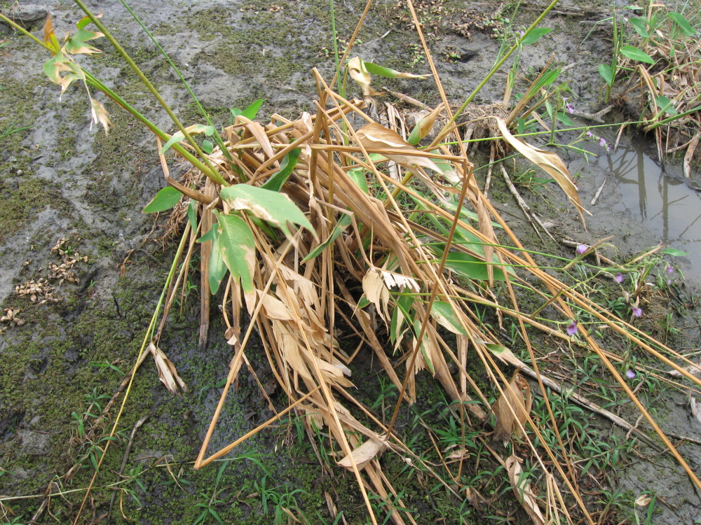 Lokation: Costa Rica | Guanacaste | Palo Verde | Kategorien: Habitus, Datum: 14.02.2010