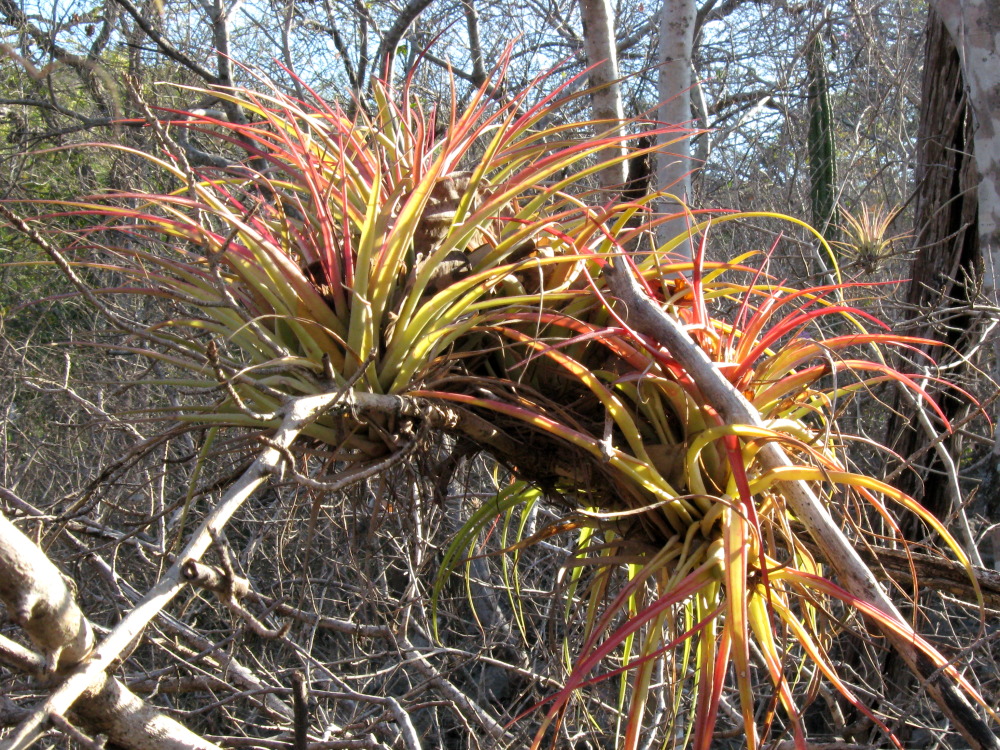 Lokation: Costa Rica | Guanacaste | Palo Verde | Kategorien: Habitus, Datum: 15.02.2010