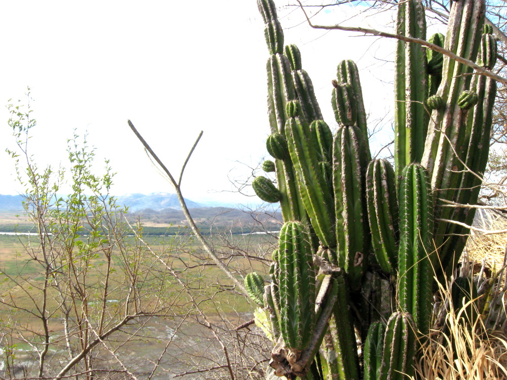 Lokation: Costa Rica | Guanacaste | Palo Verde | Kategorien: Habitus, Datum: 15.02.2010