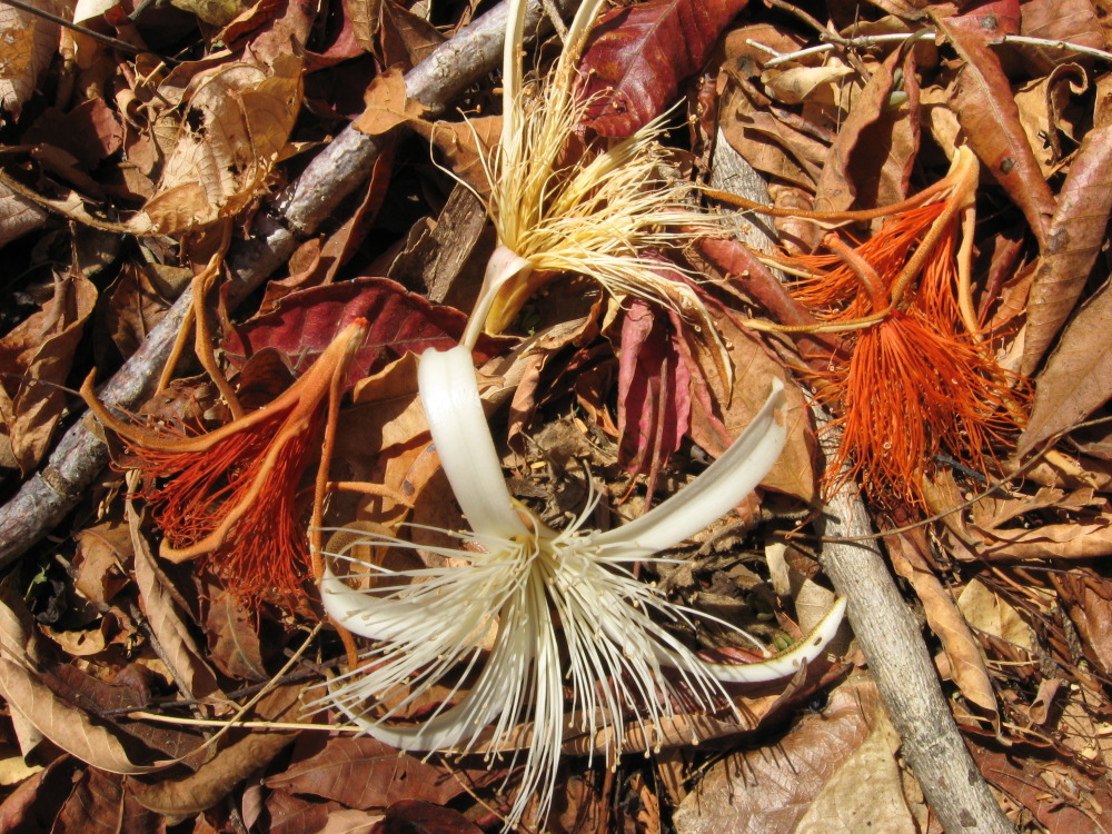 Lokation: Costa Rica | Guanacaste | Palo Verde | Kategorien: Blüte, Datum: 15.02.2010