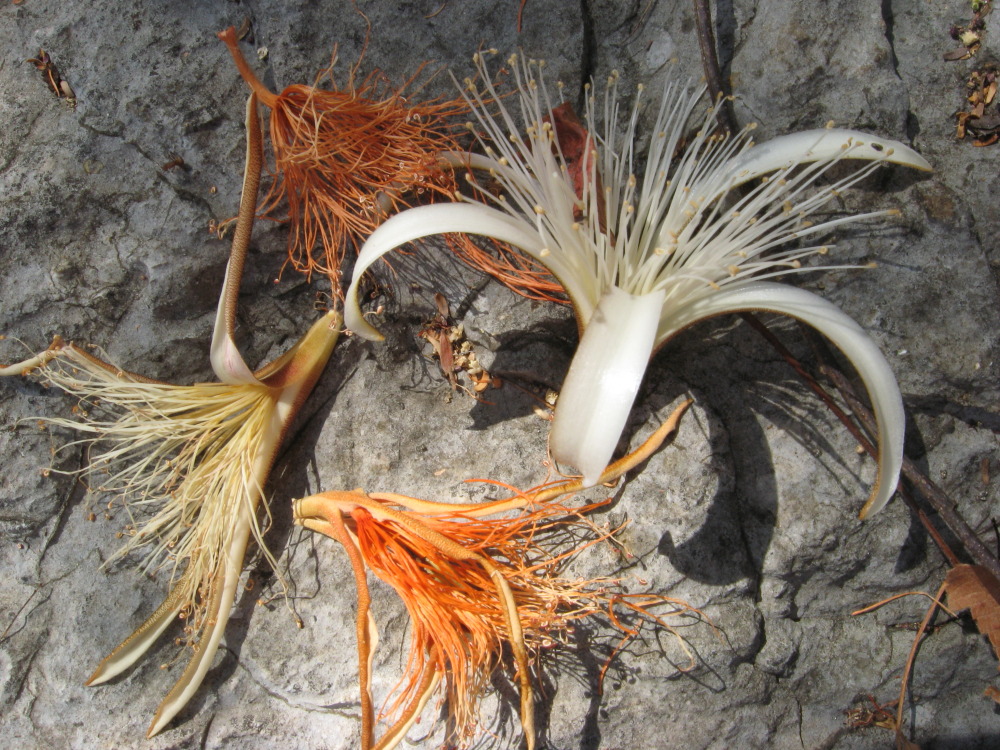 Lokation: Costa Rica | Guanacaste | Palo Verde | Kategorien: Blüte, Datum: 15.02.2010