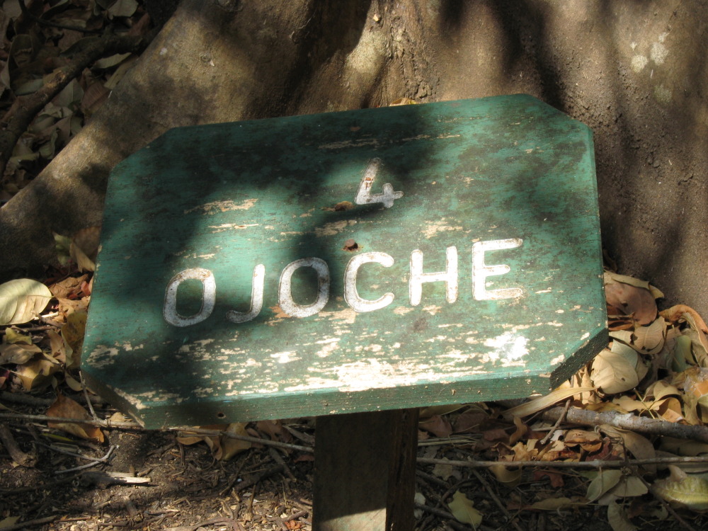 Lokation: Costa Rica | Guanacaste | Palo Verde | Kategorien: Baum, Datum: 15.02.2010