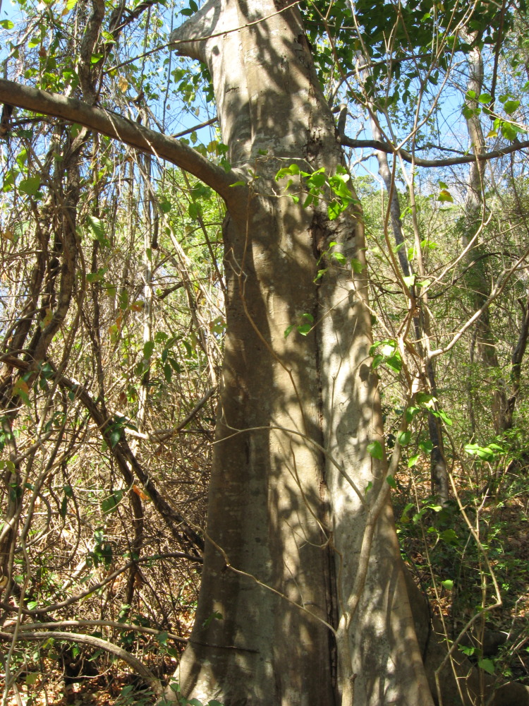 Lokation: Costa Rica | Guanacaste | Palo Verde | Kategorien: Baum, Datum: 15.02.2010