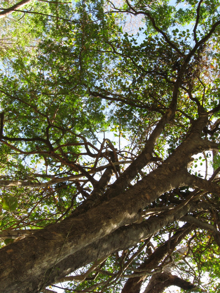 Lokation: Costa Rica | Guanacaste | Palo Verde | Kategorien: Baum, Datum: 15.02.2010